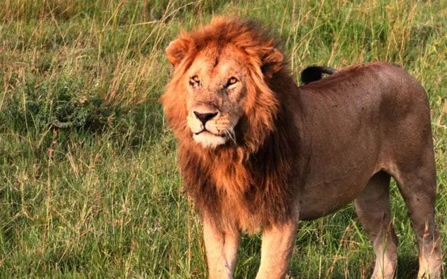 شیر نے 14 سالہ لڑکی کو مار ڈالا