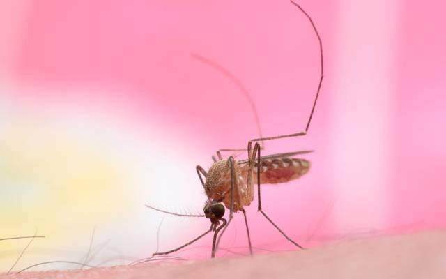 ملیریا سے بچاؤ کی آگاہی کا آج عالمی دن