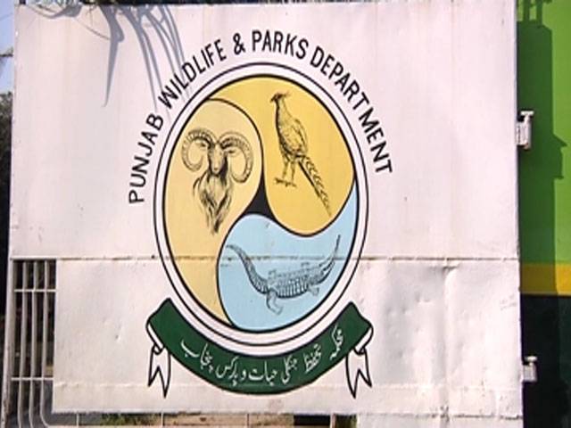 پنجاب: وائلڈ لائف کے کریک ڈاؤن میں 15 بٹیر اور 20 تیتر کے بچے برآمد