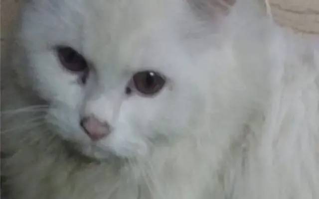 لاہور: اسسٹنٹ ڈائریکٹرکی’ ریشین‘ بلی چوری