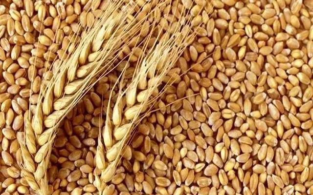 وزیر اعلیٰ پنجاب گندم فنانسنگ پروگرام 2025 کا نوٹیفکیشن جاری
