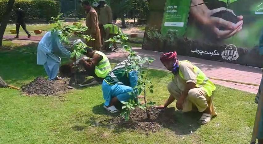 پودوں کی صحت کا عالمی دن ؛ پی ایچ اے کی شجرکاری مہم 