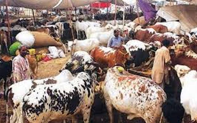 مویشی منڈیوں کے قیام وصفائی انتظامات؛ اہم ہدایات جاری 