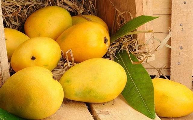 بھارتی آم بھی ناپسندیدہ؛ امریکہ نے لاکھوں ڈالر کی شپمنٹ واپس بجھوا دی 