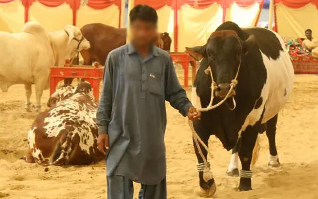 ہوشیار! شہر میں سینکڑوں مویشی چوری 