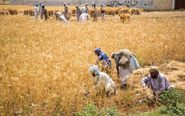 پنجاب کے کسانوں کی مالی امداد کی سمری منظور، کتنی رقم ملے گی؟