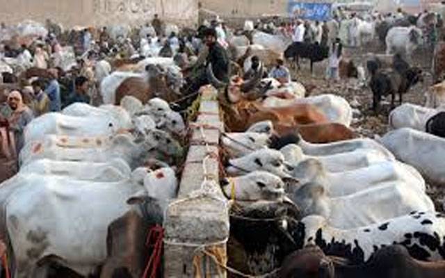  گائے کی نسل بڑھانے کیلئے منصوبہ تیار 