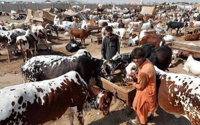  لاہور اور ملتان ڈویژ ن کی مویشی منڈیوں کی آن لائن نیلامی ؛ شاہ پور کانجراں کی سب سے زیادہ بولی 