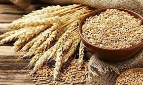 گندم سستی ہونے کے باوجود غریب کی پہنچ سے باہر