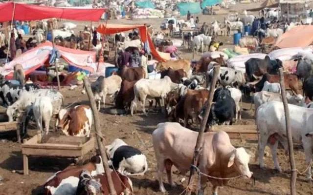  سکیورٹی انتظامات مکمل،   مویشی منڈیوں میں4000 سے زائد پولیس اہلکار تعینات