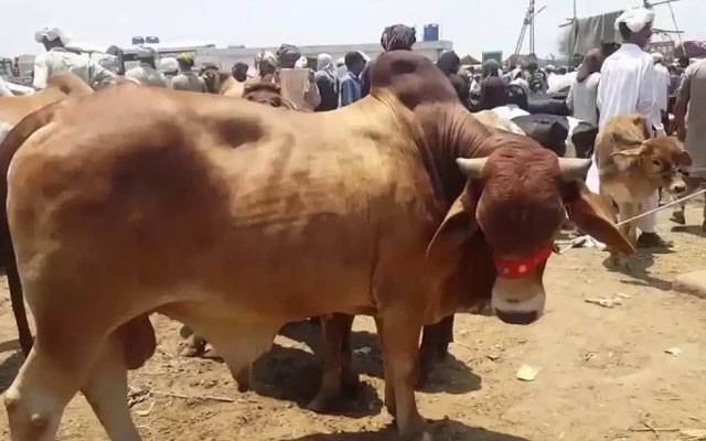  قربانی کےجانوروں کی چوری میں ملوث عناصرکیخلاف کریک ڈاؤن