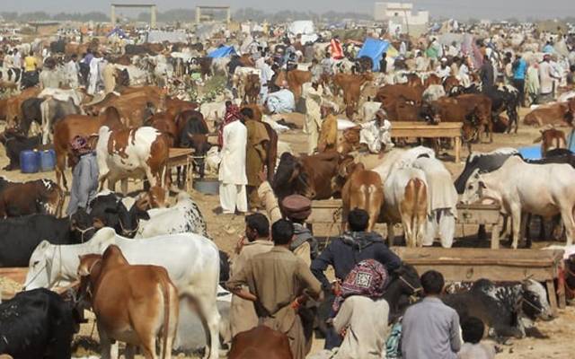  وفاقی دارالحکومت میں 6 مویشی منڈیاں قائم کرنے کی منظوری، نوٹیفکیشن جاری 