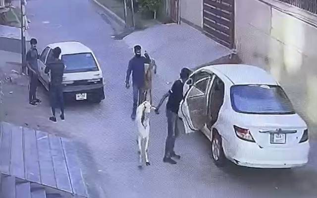 لاہور:عید الاضحیٰ کے قریب جانور چوری کی وارداتوں میں اضافہ