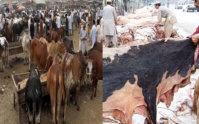  کالعدم تنظیم کو قربانی کی کھالیں اکٹھی کرنے کی اجازت نہیں ہو گی:محکمہ داخلہ پنجاب