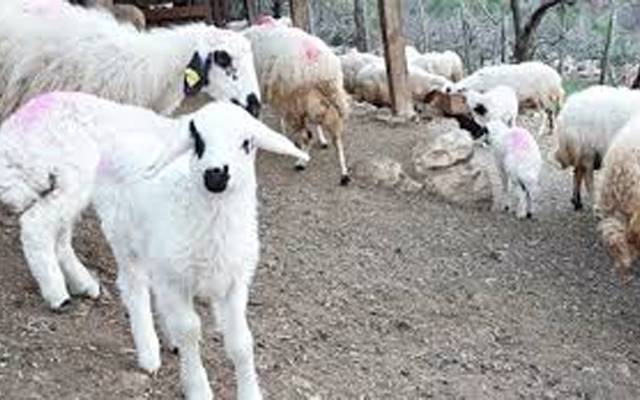 مراکش کے بادشاہ کی عوام سے قربانی نہ کرنےکی اپیل