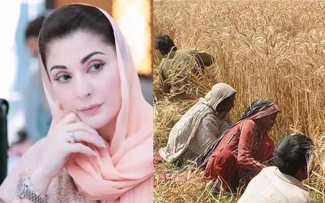 وزیر اعلی ٰ پنجاب کا گندم کے کاشتکاروں کے لیے بہت بڑا پیکج، 63 ارب مہیا،18 ارب کی کھاد