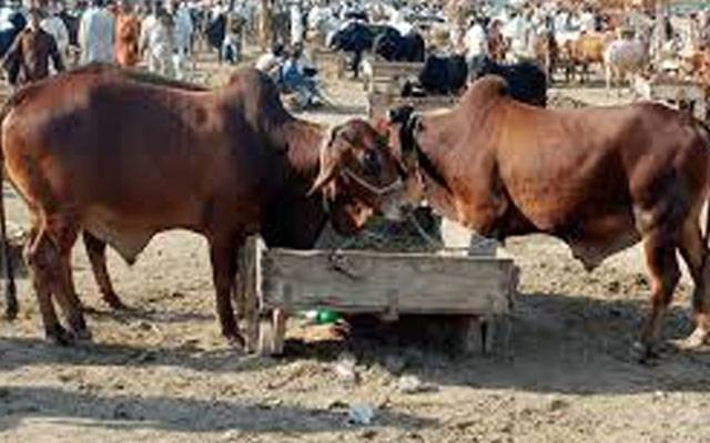  ایک ماہ میں قربانی کے200سے زائد جانور چوری،مقدمات درج