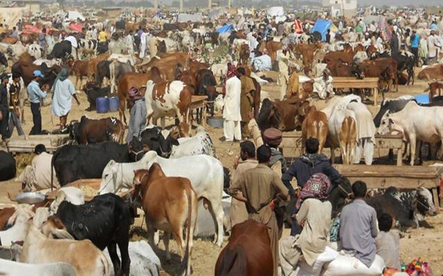 عید قربان پر گرانفروشوں کیخلاف شکنجہ سخت کرنے کا ایکشن پلان تیار