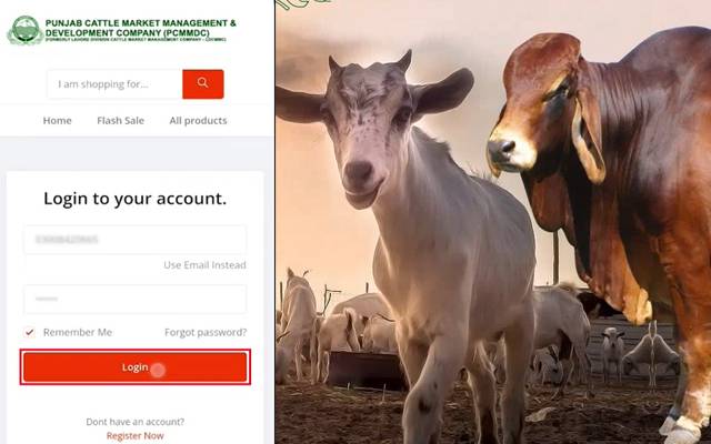 مویشیوں کی خرید و فروخت اب گھر بیٹھے کریں، بڑی سہولت