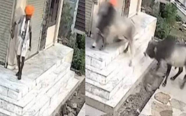 بیلوں کی لڑائی میں بزرگ شخص کی جان چلی گئی، دل دہلا دینے والی ویڈیو وائرل