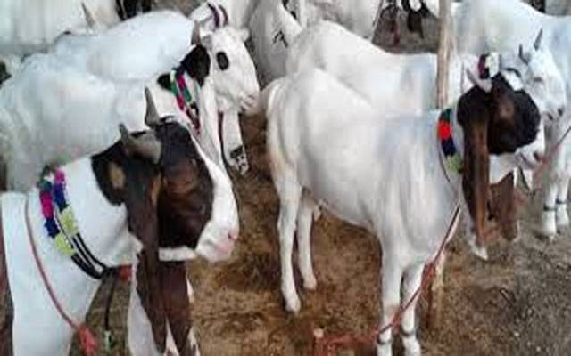 چوہنگ:ملزمان گھرسے ساڑھے چھ لاکھ مالیت کے3بکرےچوری کرکےفرار