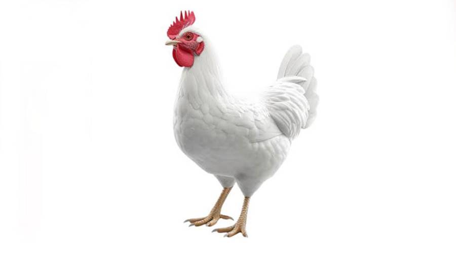 Punjab Poultry Mafia, Poultry pricing mechanism, Chicken consumer price 