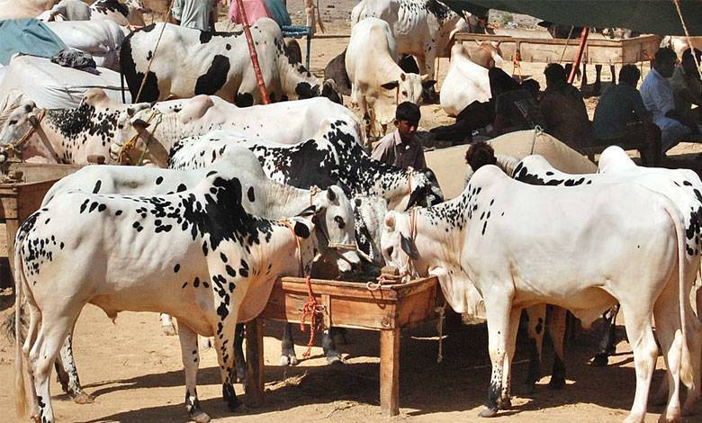 مویشی منڈی سے قربانی کے بکرے رکشے میں لوڈ کر کے فرار ہونیوالا ملزم گرفتار