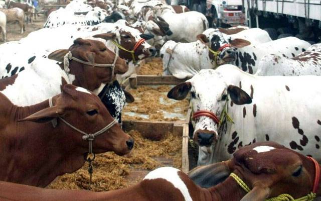 عیدالاضحیٰ ؛ پنجاب کی 292 مویشی منڈیوں میں 11 لاکھ سے زائد جانوروں کی فروخت