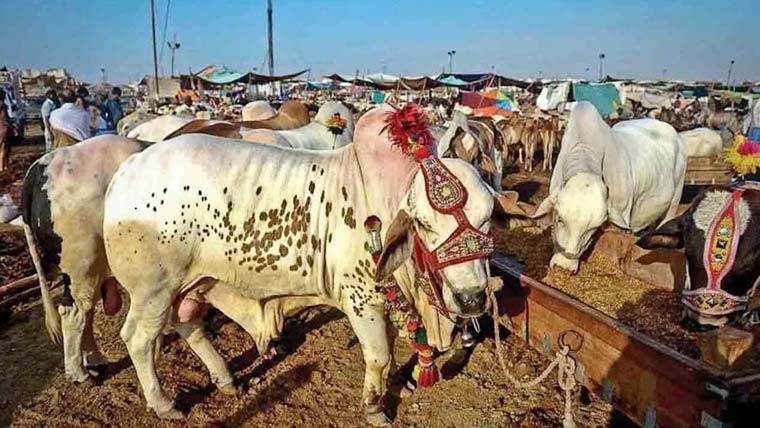عید کا تیسرا دن؛ جانوروں کی قیمتیں آدھی ، منڈیاں ویران