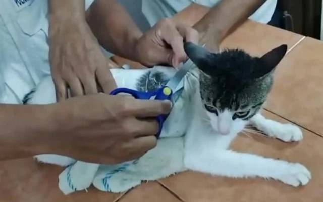بلی کے ذریعے جیل میں چرس اسمگل کرنے کی کوشش ناکام