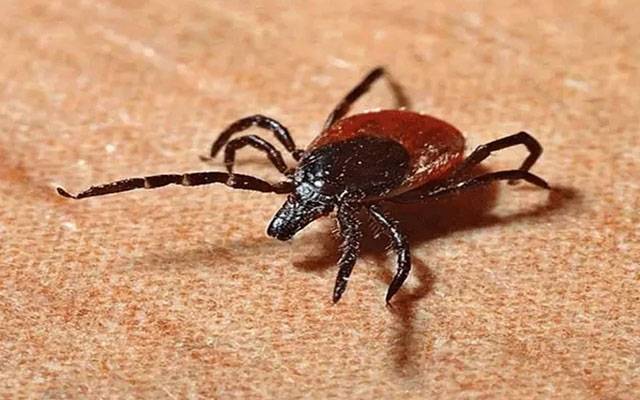 کراچی: کانگو وائرس سے متاثرہ دوسرا مریض بھی انتقال کر گیا