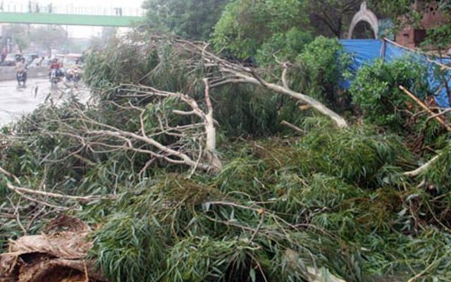 لاہور میں شدید بارش و آندھی ؛ بیجنگ انڈر پاس کے قریب درخت گرگیا