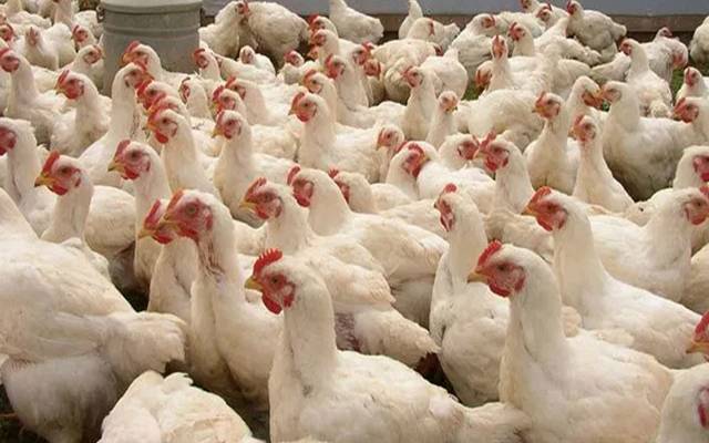  مرغی کے گوشت کی قیمت میں اضافہ