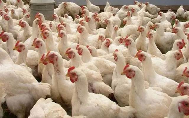 مرغی کا گوشت مزید سستا، قیمت میں 14 روپے فی کلو کمی