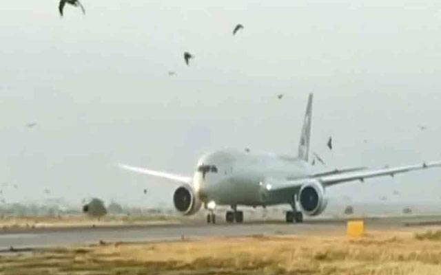 لاہورایئرپورٹ کےاطراف میں پرندوں کی بھرمار ،اہم قدم اٹھا لیا گیا