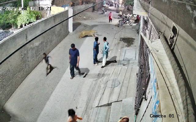 لاہور ؛ پالتو شیر کے حملے سے دو بچے، ایک خاتون زخمی