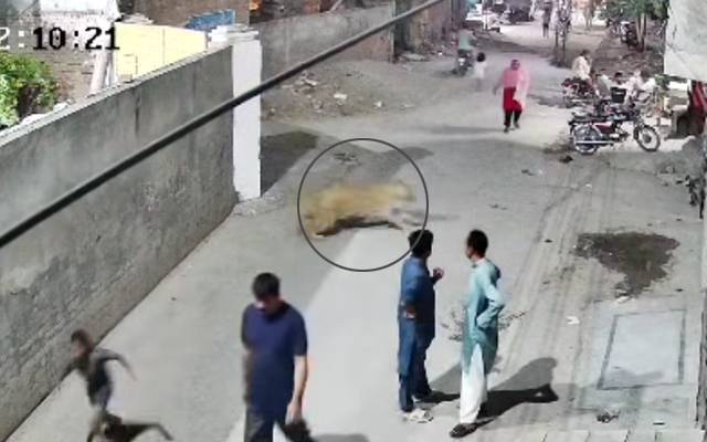 لاہور؛ شیر کا حملہ، جوہر ٹاؤن پولیس نے واقعہ کا مقدمہ درج کر لیا 