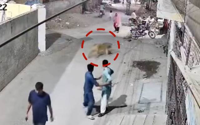  لاہور؛ شیرکا شہریوں پر حملہ، مالکان کو گرفتار کرکے مقدمہ درج کرلیا گیا