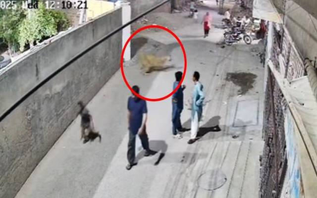 عدالت کا بچوں اور خاتون پر حملہ کرنے والے شیر کو سفاری پارک منتقل کرنے کا حکم 