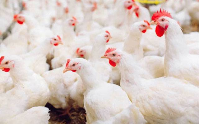 برائلر گوشت 15 روپے فی کلو سستا