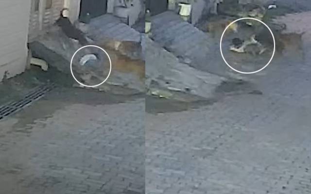  آوارہ کتوں نے 5 سالہ بچے کو بری طرح زخمی کردیا،افسوسناک واقعہ کی ویڈیو