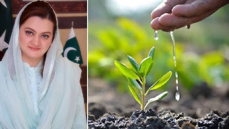 سموگ کا تدراک، تاریخی شجرکاری مہم شروع کردی: مریم اورنگزیب