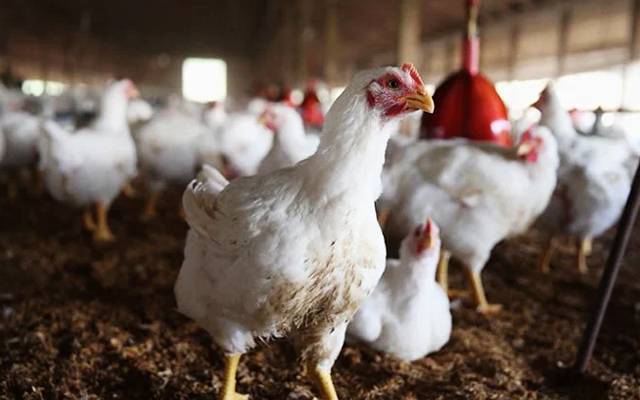 برائلر چکن کی قیمت میں30 روپے اضافہ، فی کلو کتنےکا ہوگیا؟