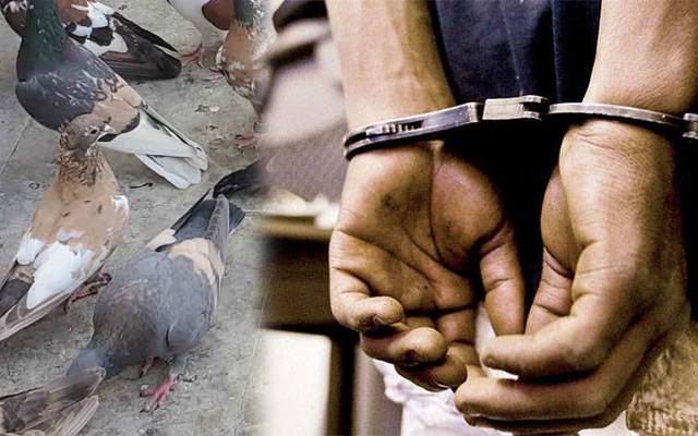 جوہر ٹاؤن ، کبوتروں پر تشدد کرنیوالا ملزم گرفتار