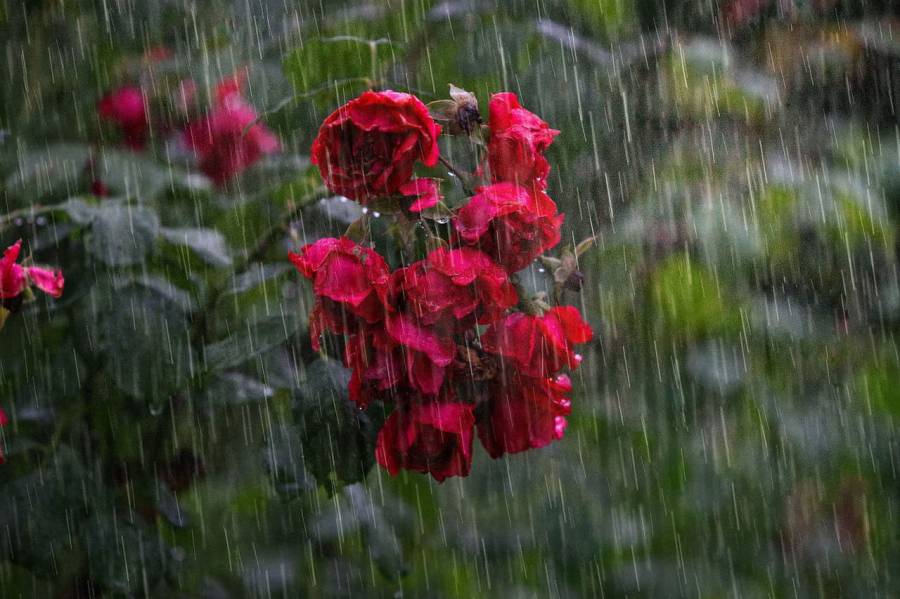 Sawan, Lahore weather update, Dwsi Punjabi calendar ,Lahore weather update, weather forecast, MET Department 
