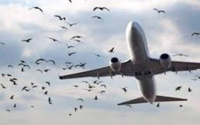 ایئرپورٹس کے قریب ’’نو برڈ زون‘‘قائم؛ ضلعی انتظامیہ نے پابندیاں لگادیں 