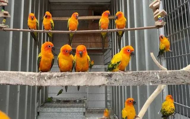 آسٹریلین طوطوں کی افزائش: پرندے پالنے کا شوق منافع بخش کاروبار میں تبدیل
