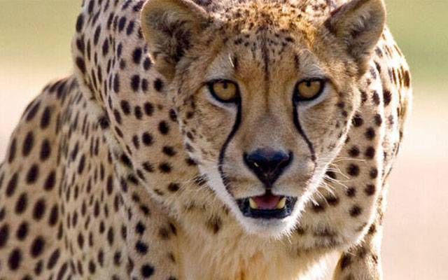 جہلم ویلی؛ 24 گھنٹے میں چیتے کا دوسرا حملہ، طالب علم زخمی