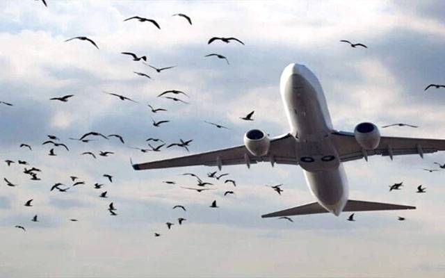 لاہور ایئرپورٹ کے قریب نو برڈ زون، پرندوں کے گھونسلے ہٹانے کا سلسلہ جاری