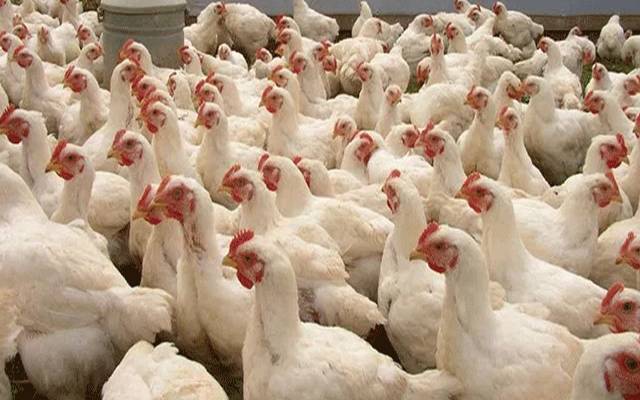 برائلر گوشت کی قیمت 569 روپے فی کلوگرام مقرر